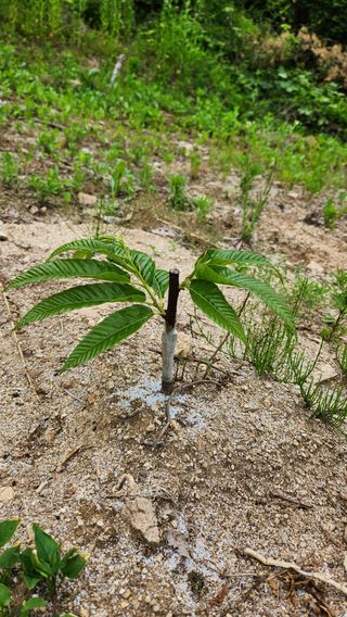 민완식님의 기타작물 · 영농일지 작성글 사진