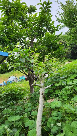 민완식님의 사과 · 영농일지 작성글 사진