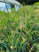 팜모닝 파·영농일지 게시글 이미지