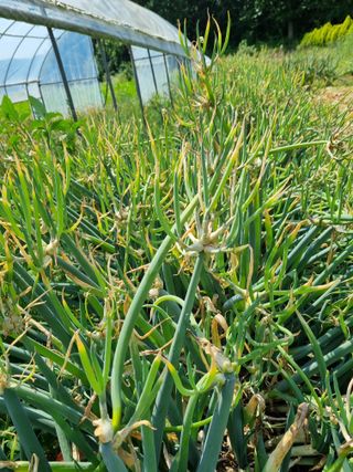 신영철(충남청양군)님의 파 · 영농일지 작성글 사진