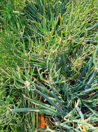 신영철(충남청양군)님의 파 · 영농일지 작성글 사진