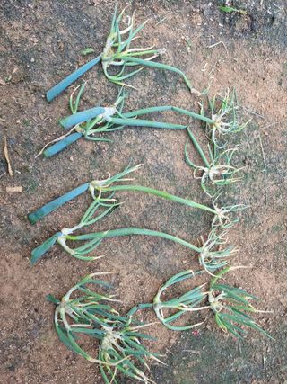 신영철(충남청양군)님의 파 · 영농일지 작성글 사진