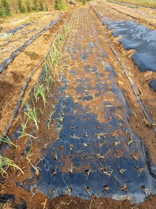 신영철(충남청양군)님의 파 · 영농일지 작성글 사진