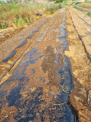 신영철(충남청양군)님의 파 · 영농일지 작성글 사진