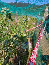 팜모닝 블루베리·영농일지 게시글 이미지