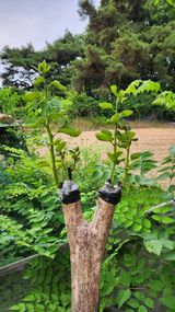 팜모닝 감·영농일지 게시글 이미지