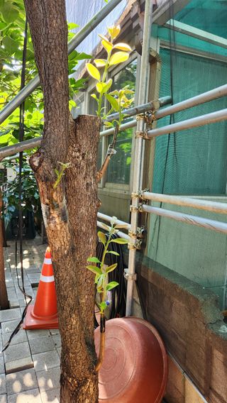 민완식님의 감 · 영농일지 작성글 사진