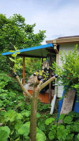 민완식님의 감 · 영농일지 작성글 사진