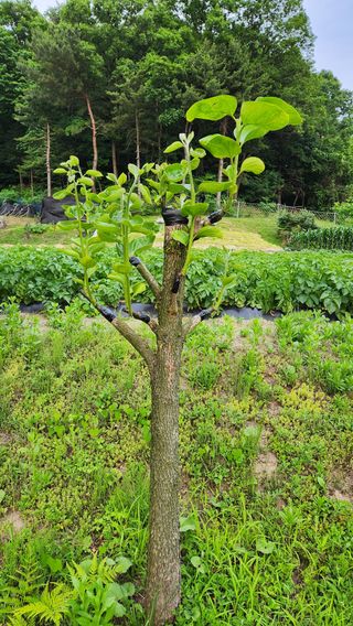 민완식님의 감 · 영농일지 작성글 사진
