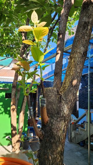 민완식님의 감 · 영농일지 작성글 사진