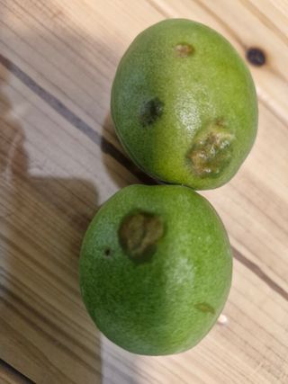 오늘은맑음님의 매실 · 병해충상담 작성글 사진