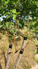 팜모닝 기타작물·영농일지 게시글 이미지