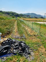 팜모닝 마늘·영농일지 게시글 이미지