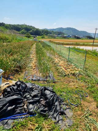 신영철(충남청양군)님의 마늘 · 영농일지 작성글 사진