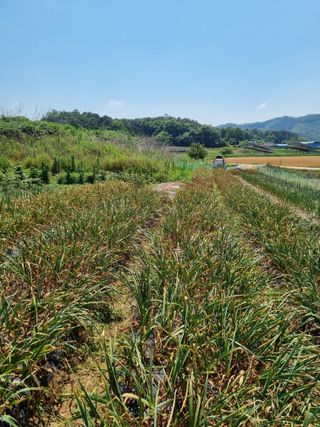 신영철(충남청양군)님의 마늘 · 영농일지 작성글 사진