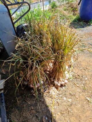 신영철(충남청양군)님의 마늘 · 영농일지 작성글 사진