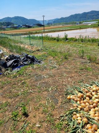 신영철(충남청양군)님의 마늘 · 영농일지 작성글 사진