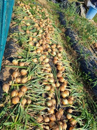 신영철(충남청양군)님의 마늘 · 영농일지 작성글 사진