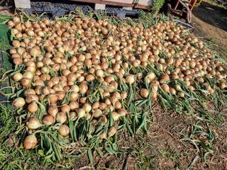 신영철(충남청양군)님의 마늘 · 영농일지 작성글 사진