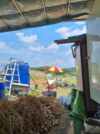 신영철(충남청양군)님의 마늘 · 영농일지 작성글 사진