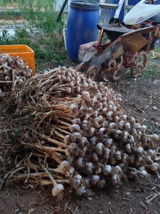 신영철(충남청양군)님의 마늘 · 영농일지 작성글 사진