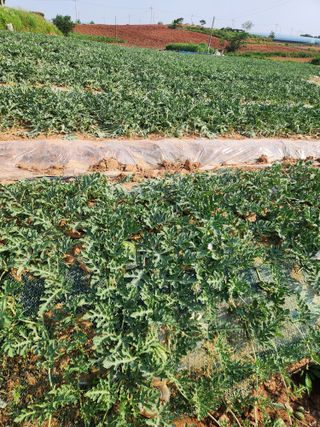 김저팔계님의 기타작물 · 영농일지 작성글 사진