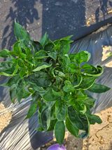 팜모닝 자유주제·사진전 게시글 이미지