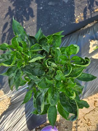 다윤의꽃차이야기님의 자유주제 · 사진전 작성글 사진