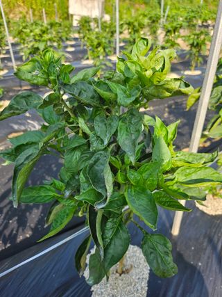 다윤의꽃차이야기님의 자유주제 · 사진전 작성글 사진