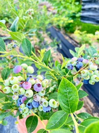 김상봉 님의 6월 내 작물 자랑하기🌱 · 참여글 작성글 사진
