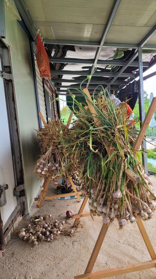 하늘소님의 6월 내 작물 자랑하기🌱 · 참여글 작성글 사진