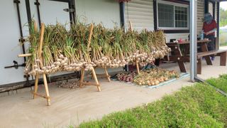 하늘소님의 6월 내 작물 자랑하기🌱 · 참여글 작성글 사진