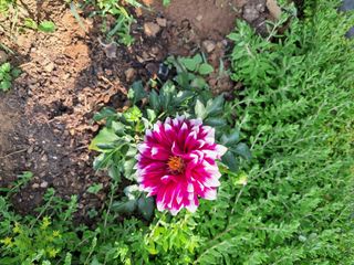 최한기님의 6월 내 작물 자랑하기🌱 · 참여글 작성글 사진