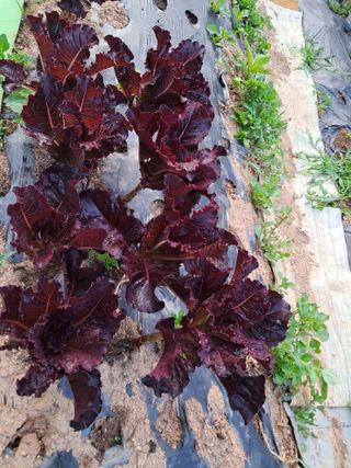 최한기님의 6월 내 작물 자랑하기🌱 · 참여글 작성글 사진