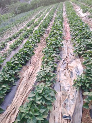 최한기님의 6월 내 작물 자랑하기🌱 · 참여글 작성글 사진