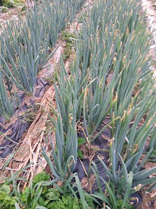 최한기님의 6월 내 작물 자랑하기🌱 · 참여글 작성글 사진