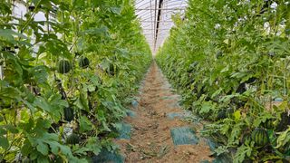 이영철,전남건설중기님의 기타작물 · 영농일지 작성글 사진