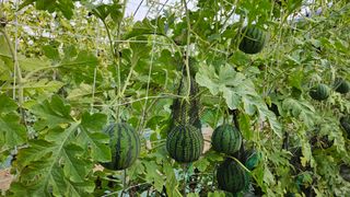 이영철,전남건설중기님의 기타작물 · 영농일지 작성글 사진