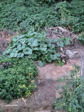 짱순이연속8월출석왕님의 6월 내 작물 자랑하기🌱 · 참여글 작성글 사진