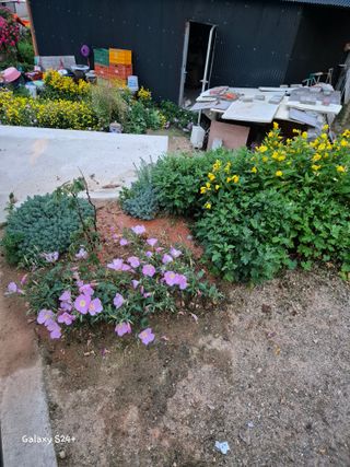 짱순이연속8월출석왕님의 6월 내 작물 자랑하기🌱 · 참여글 작성글 사진