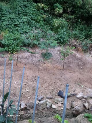 짱순이연속8월출석왕님의 6월 내 작물 자랑하기🌱 · 참여글 작성글 사진