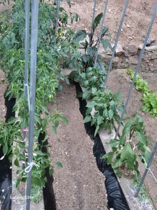 짱순이연속8월출석왕님의 6월 내 작물 자랑하기🌱 · 참여글 작성글 사진