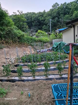 짱순이연속8월출석왕님의 6월 내 작물 자랑하기🌱 · 참여글 작성글 사진