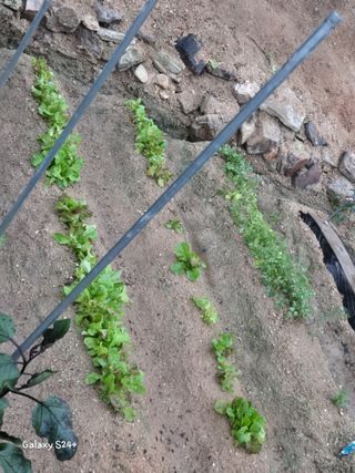 짱순이연속8월출석왕님의 6월 내 작물 자랑하기🌱 · 참여글 작성글 사진