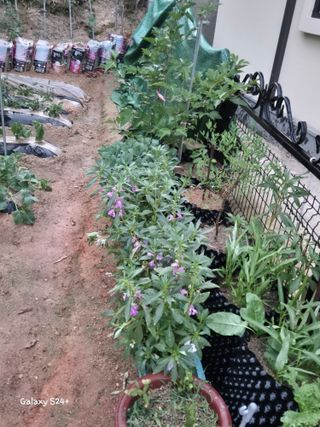 짱순이연속8월출석왕님의 6월 내 작물 자랑하기🌱 · 참여글 작성글 사진