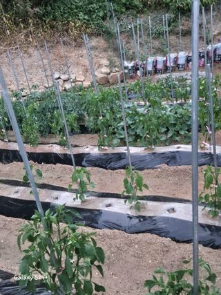 짱순이연속8월출석왕님의 6월 내 작물 자랑하기🌱 · 참여글 작성글 사진