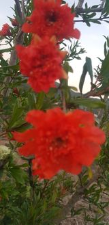 팜모닝 6월 내 작물 자랑하기🌱·참여글 게시글 이미지