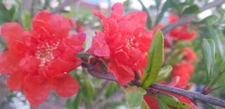 정주님의 6월 내 작물 자랑하기🌱 · 참여글 작성글 사진