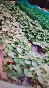 팜모닝 고구마·영농일지 게시글 이미지