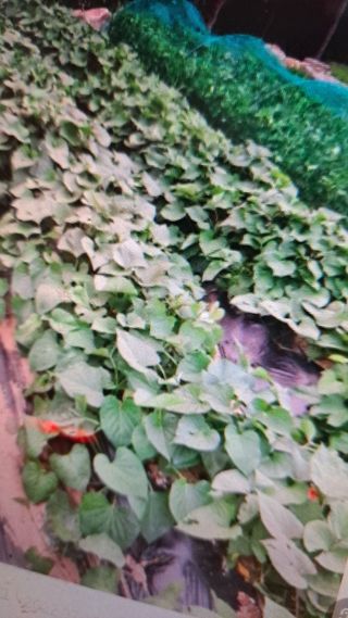 양은수님의 고구마 · 영농일지 작성글 사진